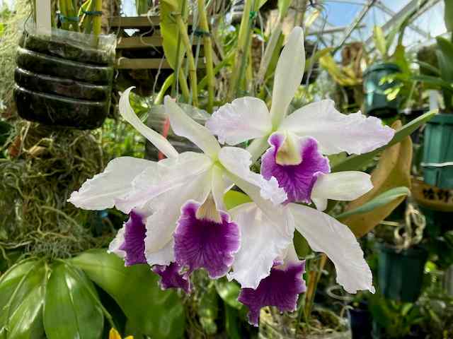 C.Canhamiana fma.coerulea ＃02