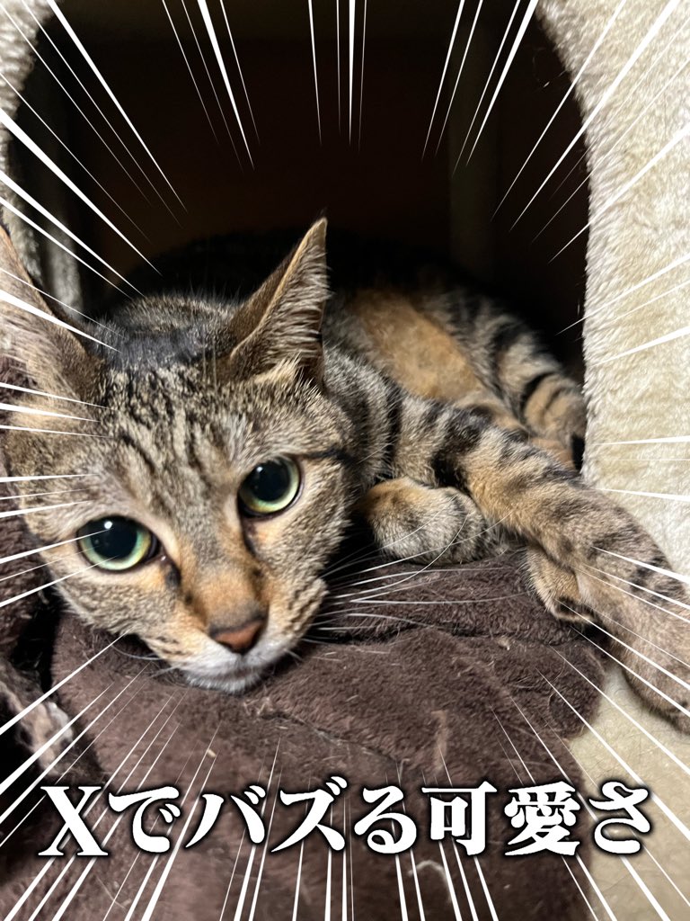 金色】ω・=）ノ忍猫 on X