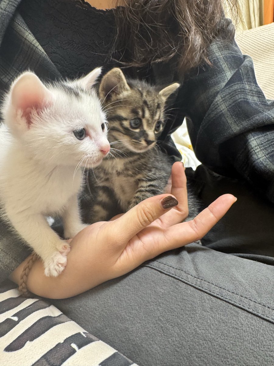 Quiee521's tweet image. 左or右？想领养一只小咪