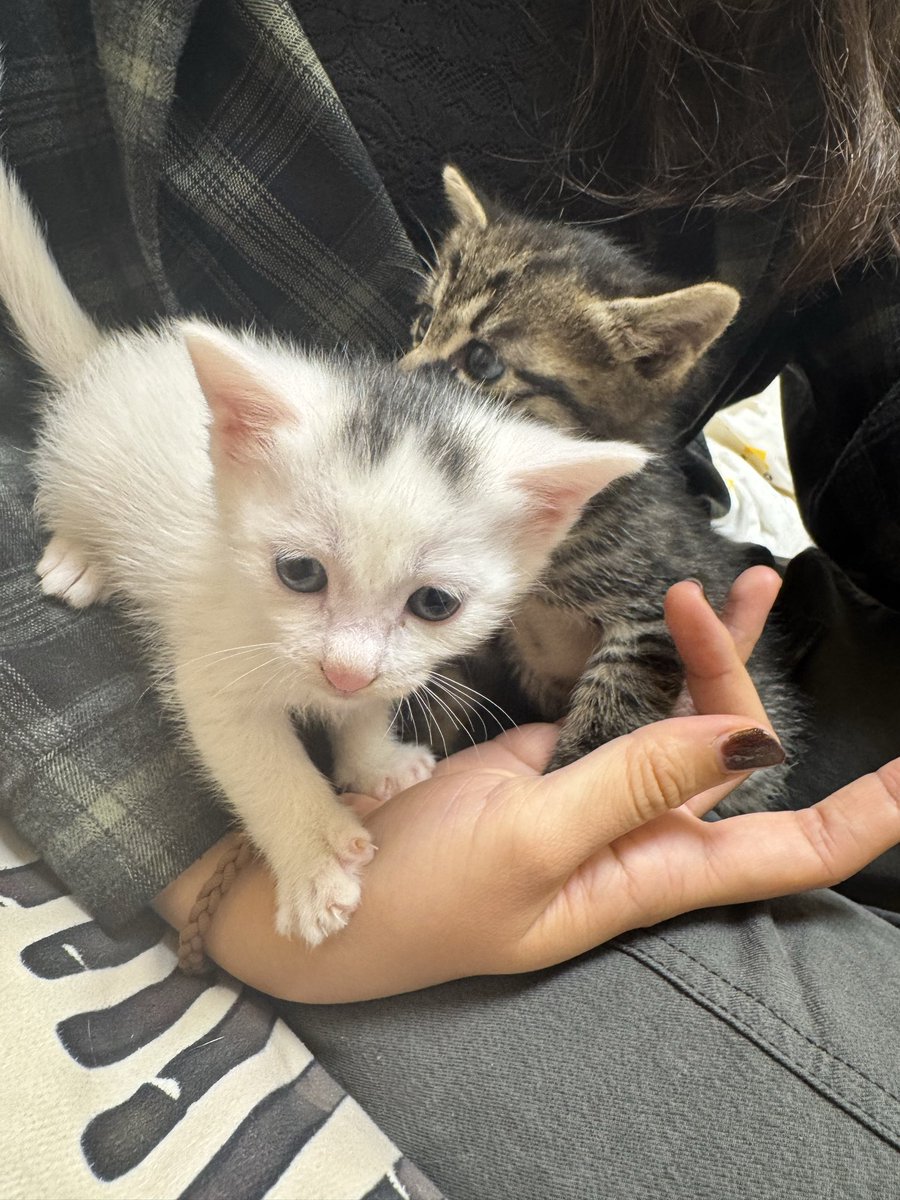 Quiee521's tweet image. 左or右？想领养一只小咪