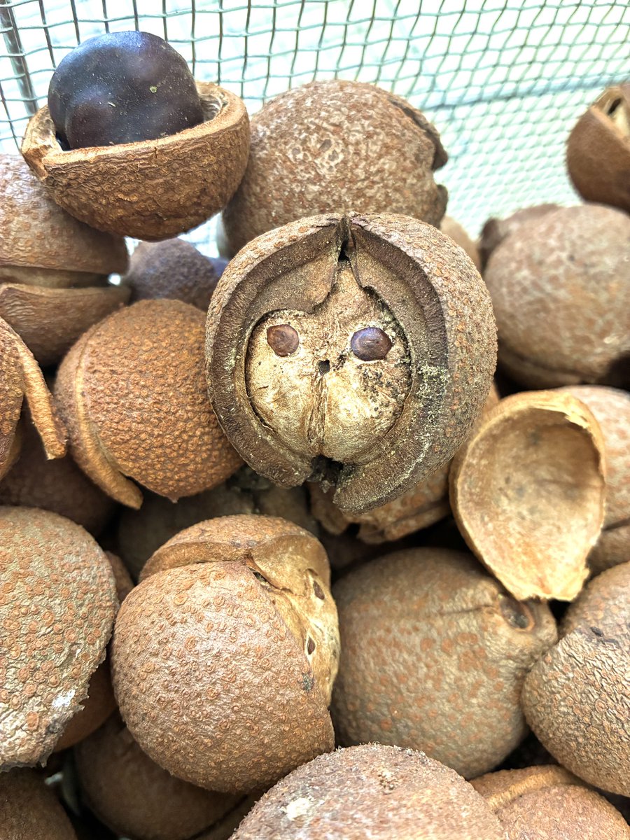 値下げしました。世界一つしか無い。ダルマ 雷電⭐︎RS(だるま100%💕) (@