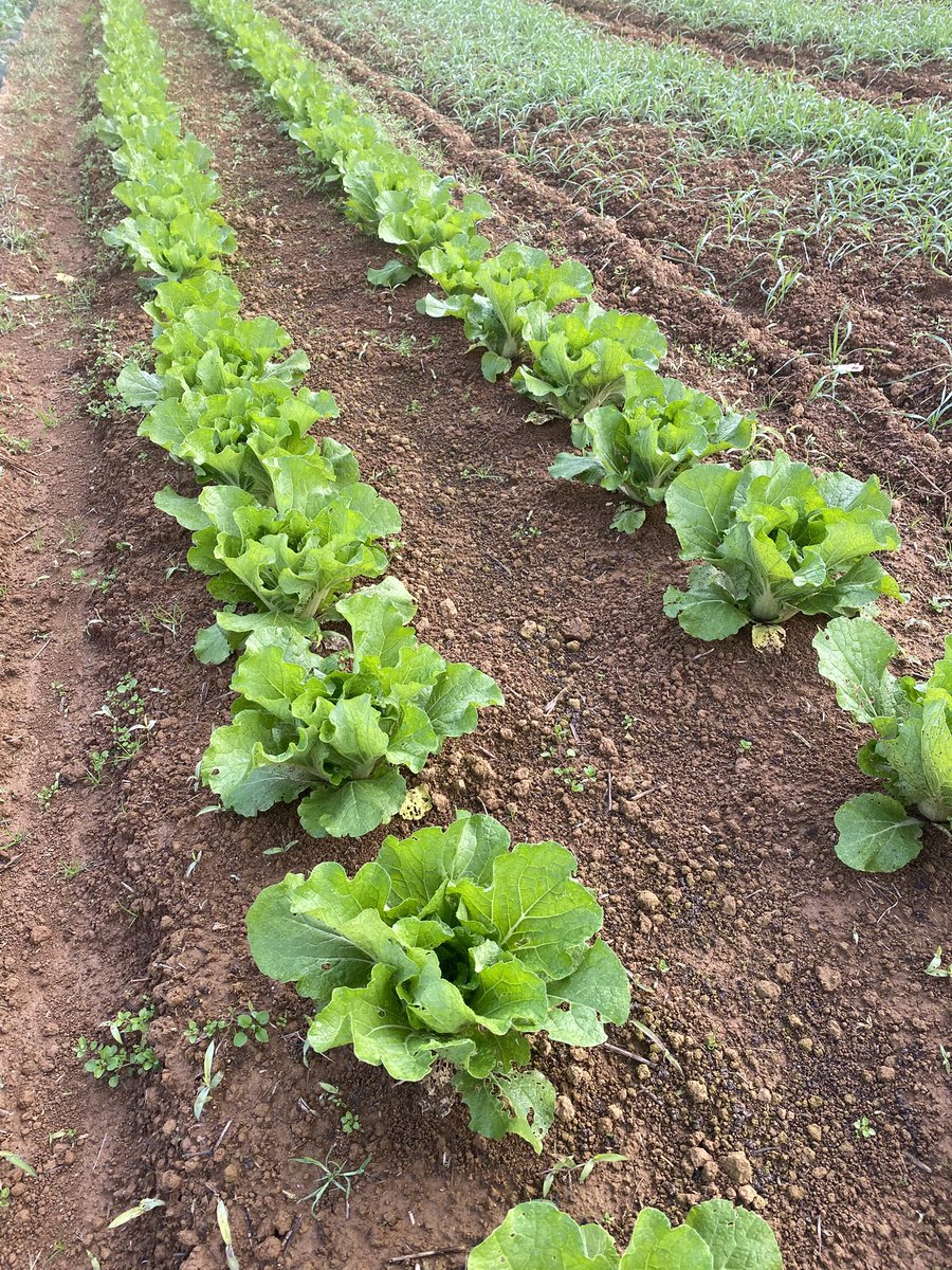 にっしー＠農家 on X