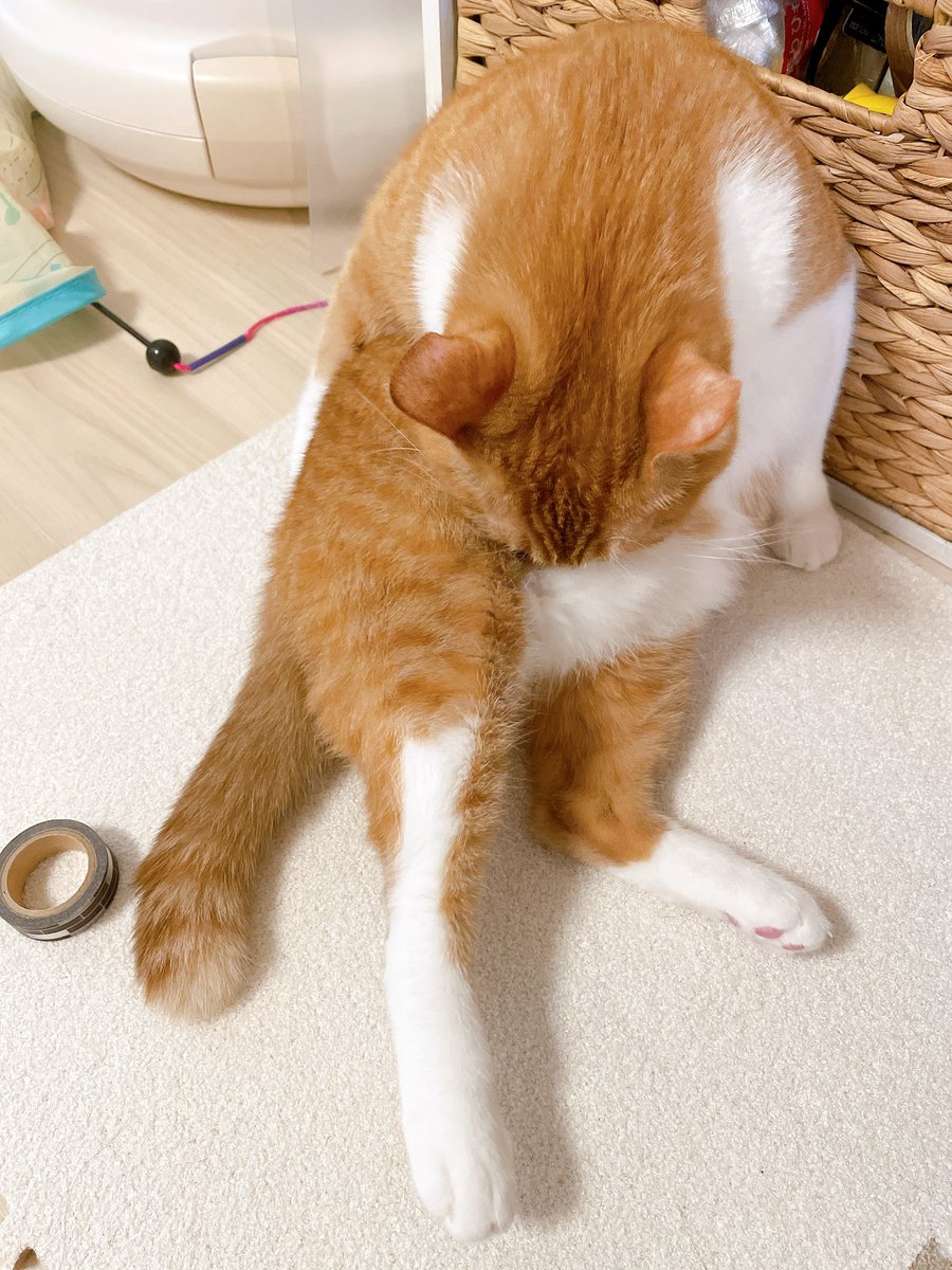 きなこページ きなこ on X