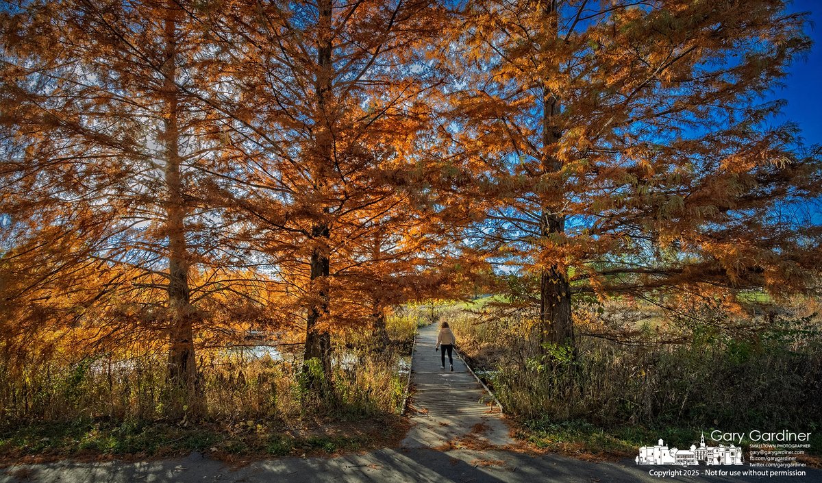 A woman crosses the bridge at Highlands Wetlands, walking into the late afternoon sun as the cypress trees display their vibrant fall colors. rebrand.ly/mfp110625