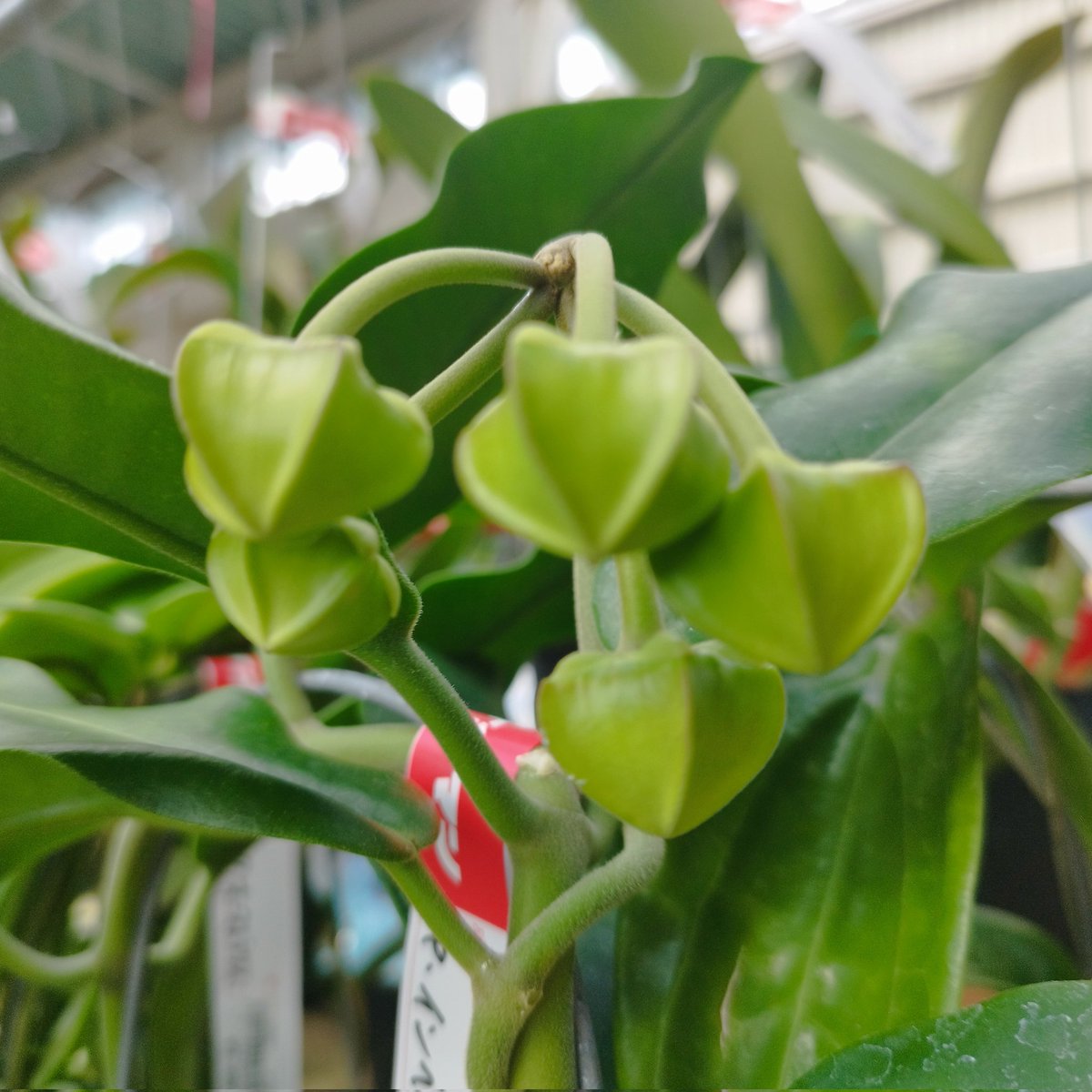 琉球*海花セール　カラフル エアファーン　0529-6 あん里ガーデン on X