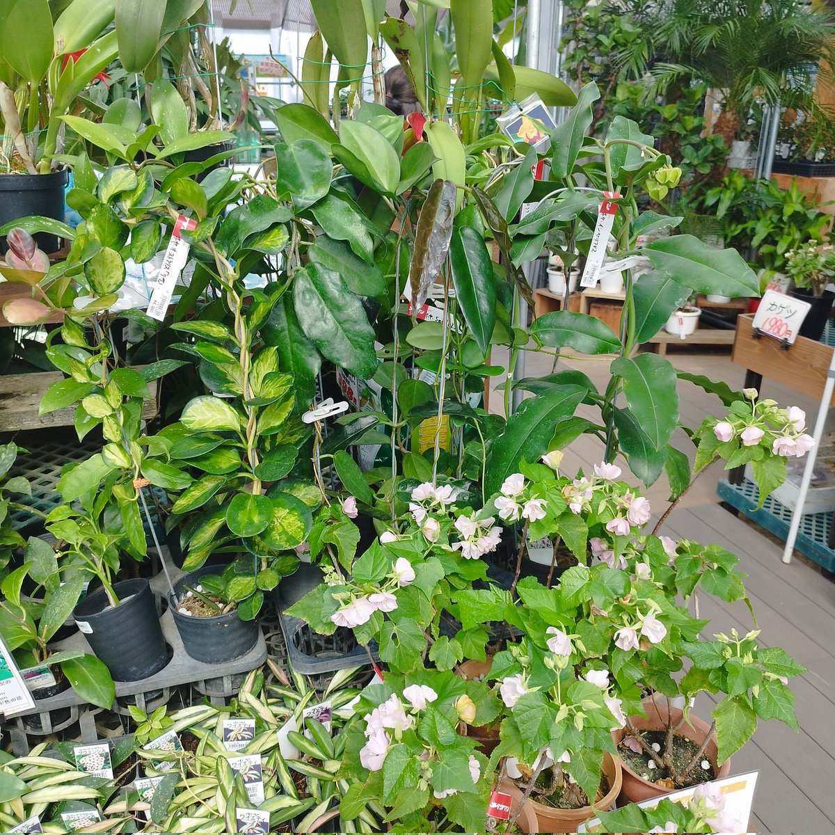 琉球*海花セール　カラフル エアファーン　0529-6 あん里ガーデン on X