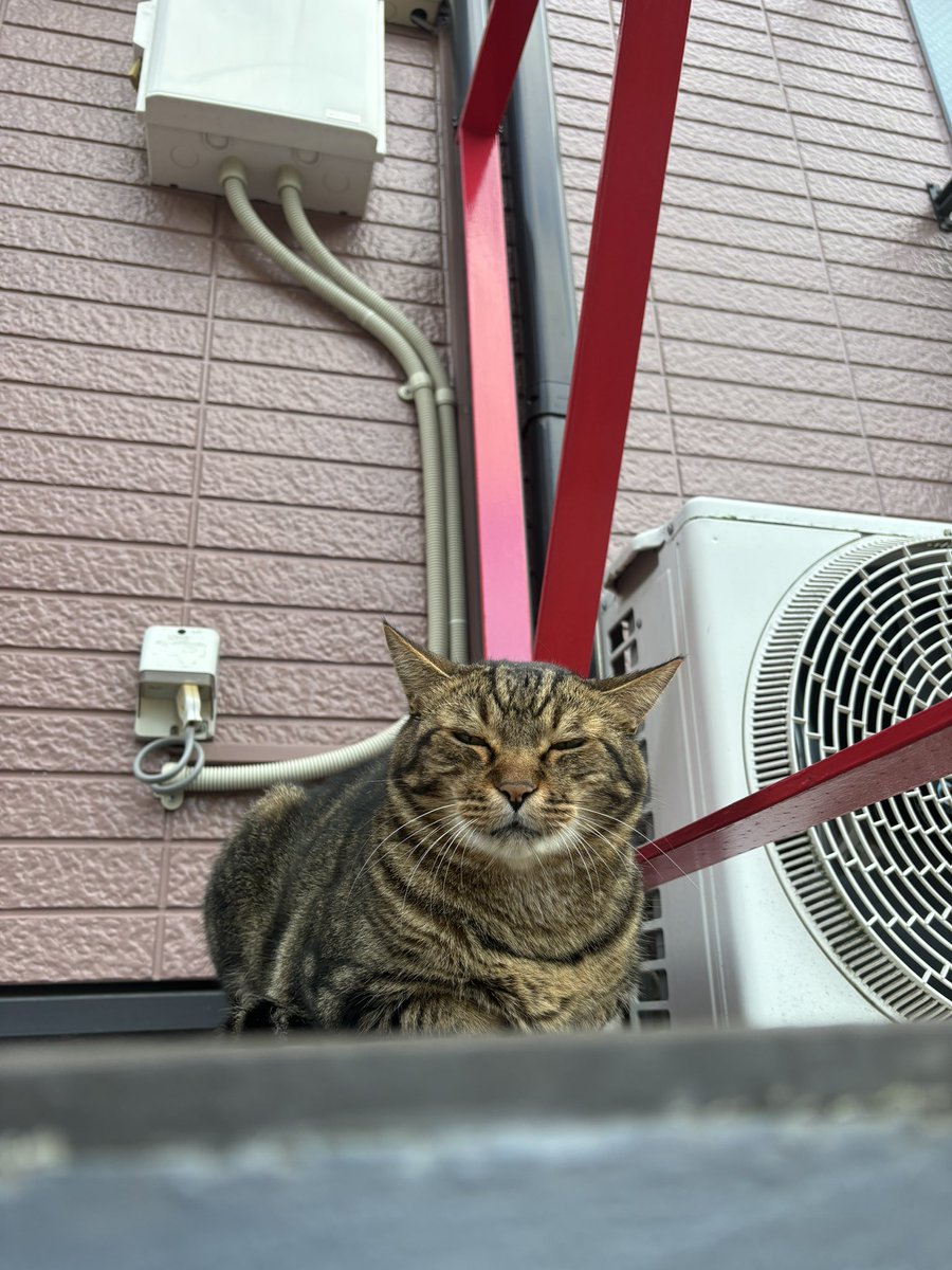 エリザベスとエリア別って似てるよね