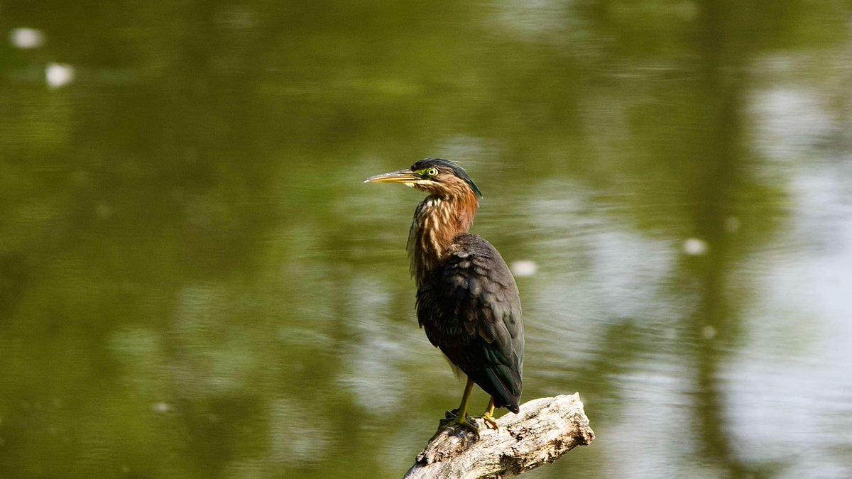 CSDCPhoto's tweet image. Green Heron - Always cool to see these when I do.  Hopefully next year I&apos;ll get some more.  This year was a week turnout for them.
📷
📷 - Medina County Ohio
📷
#greenheron #heron #waterbird #naturelovers #wildlifephotography #birds #nature