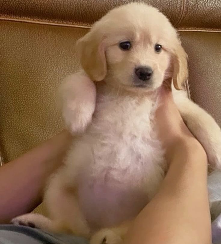 งอนเมะเรื่องอารัยดีน้า   (พึ่งง้อไปสามนาทีก่อน)