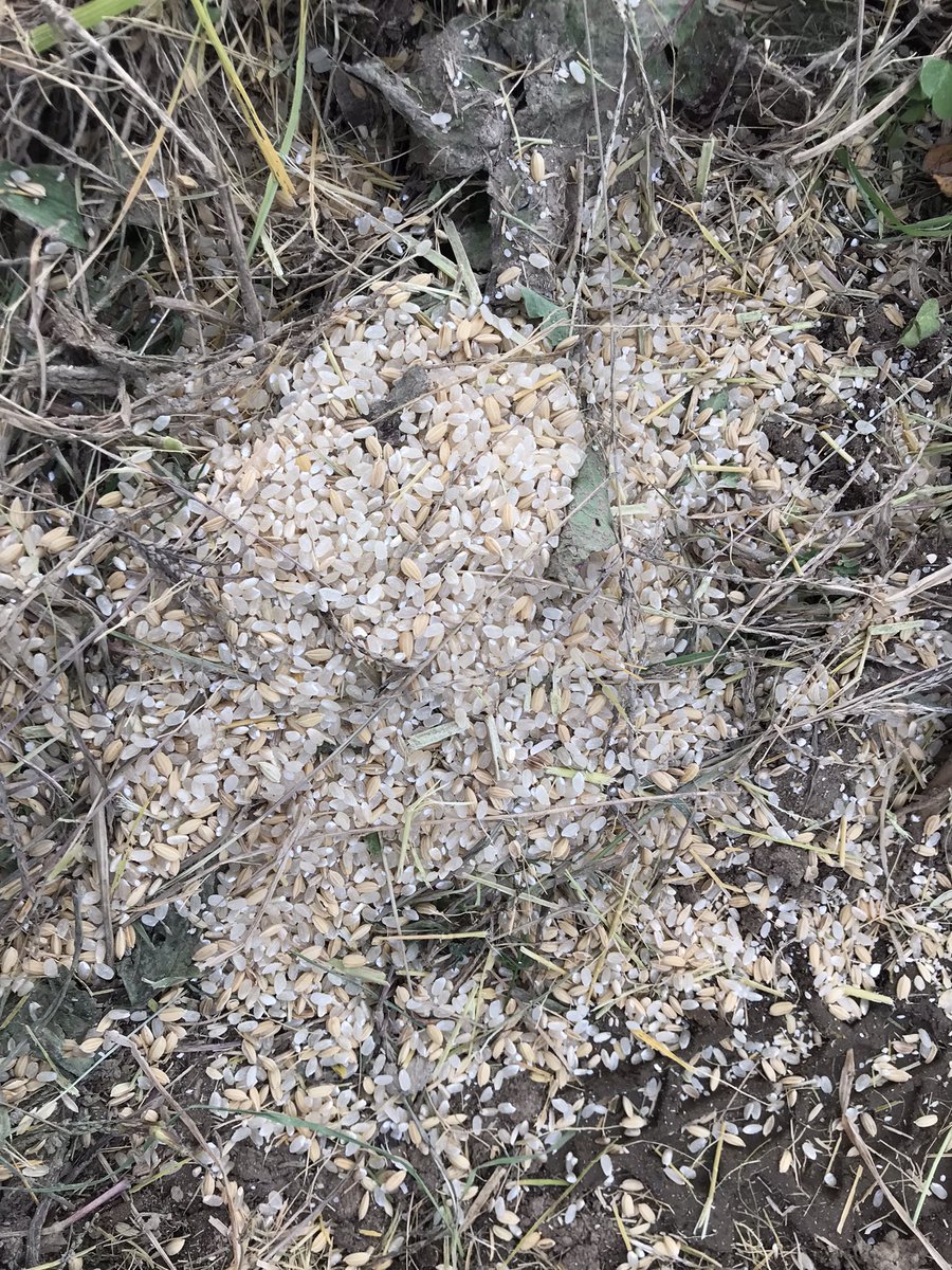 その他 TREEDOM s-l400.jpg