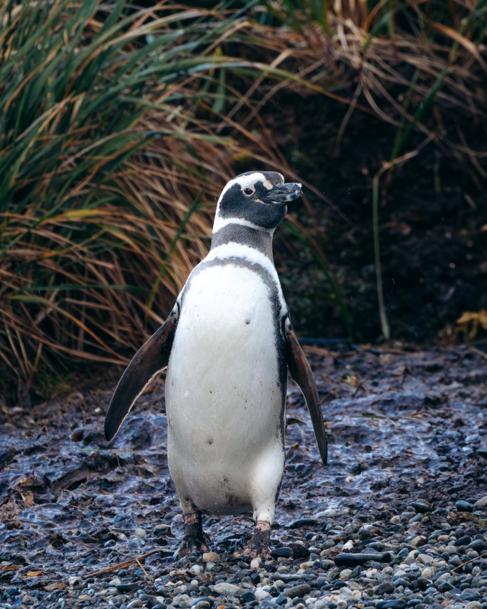 AustralisEXP's tweet image. In Patagonia, penguins don't just inhabit the coast... they fill every corner with life and curiosity. 🐧

📷: @_jkrow
Florian Grieger