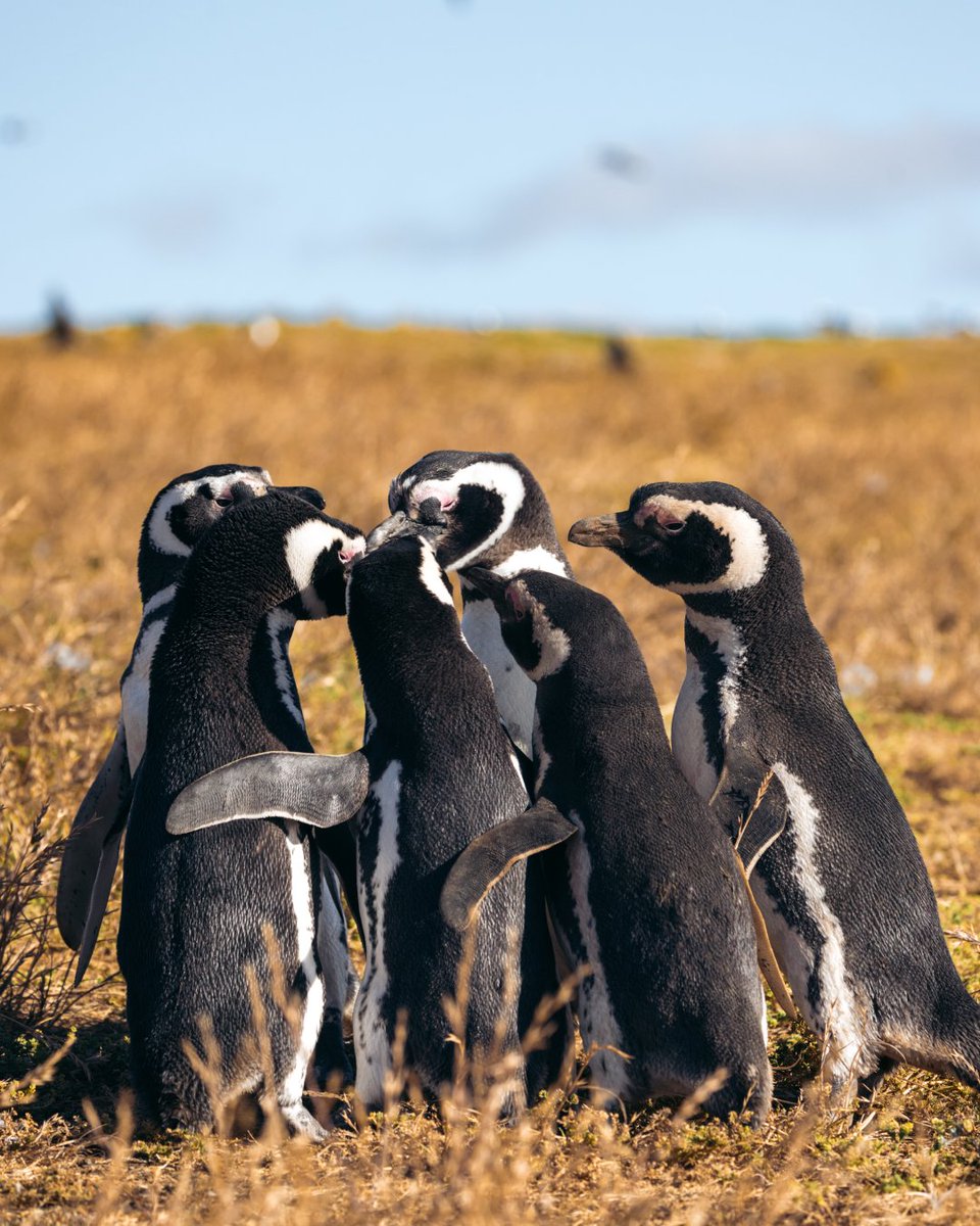 AustralisEXP's tweet image. In Patagonia, penguins don't just inhabit the coast... they fill every corner with life and curiosity. 🐧

📷: @_jkrow
Florian Grieger
