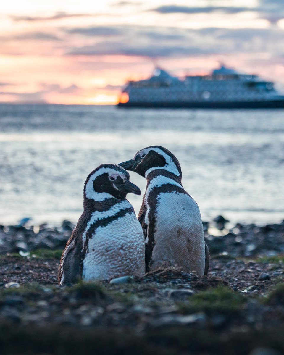AustralisEXP's tweet image. In Patagonia, penguins don't just inhabit the coast... they fill every corner with life and curiosity. 🐧

📷: @_jkrow
Florian Grieger