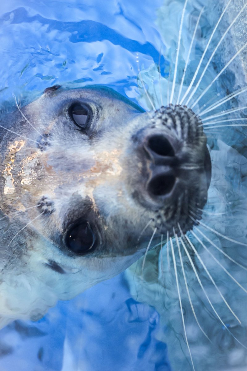 ﾖﾁｬﾝ (@yochan839) / Posts / X