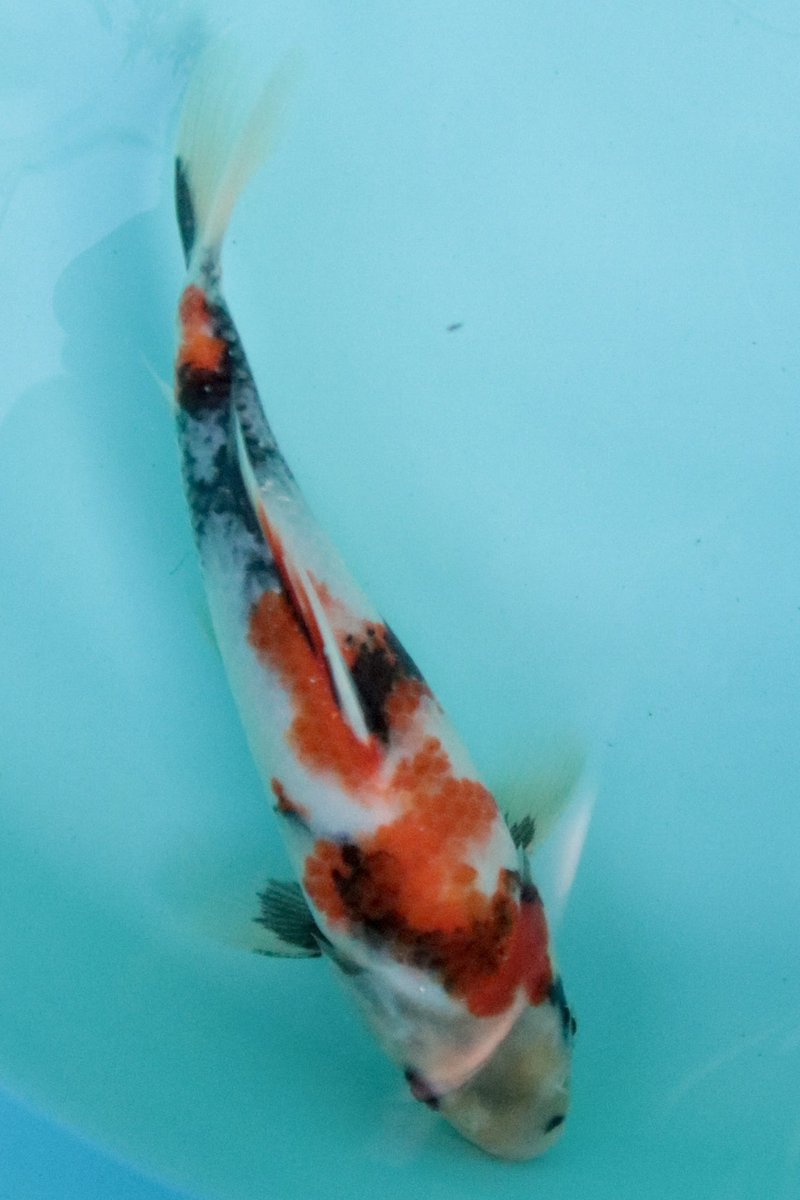 錦鯉の真っ直ぐ状態の写真撮るの難い。