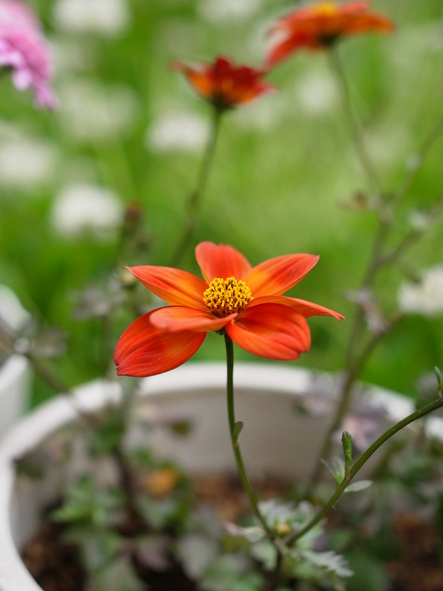 Falco3104cor's tweet image. わたしが喜びとするのは真実の愛。いけにえではない。全焼のささげ物よりむしろ、神を知ることである。（ホセア書　6章6節）

#RICOH #GXR #50mm #新改訳 #CosmosSulphureus #キバナコスモス #草花