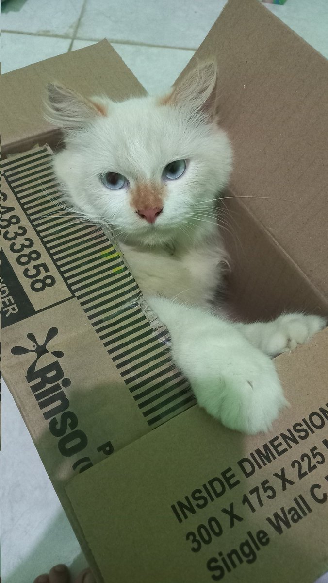 matchasky tweet media