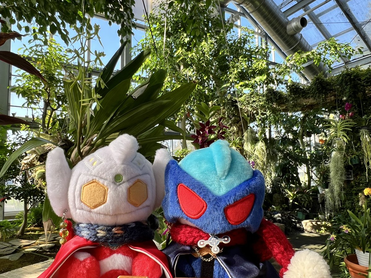 ヒカゲノカズラ　　GORICHA様 ヒカゲノカズラ