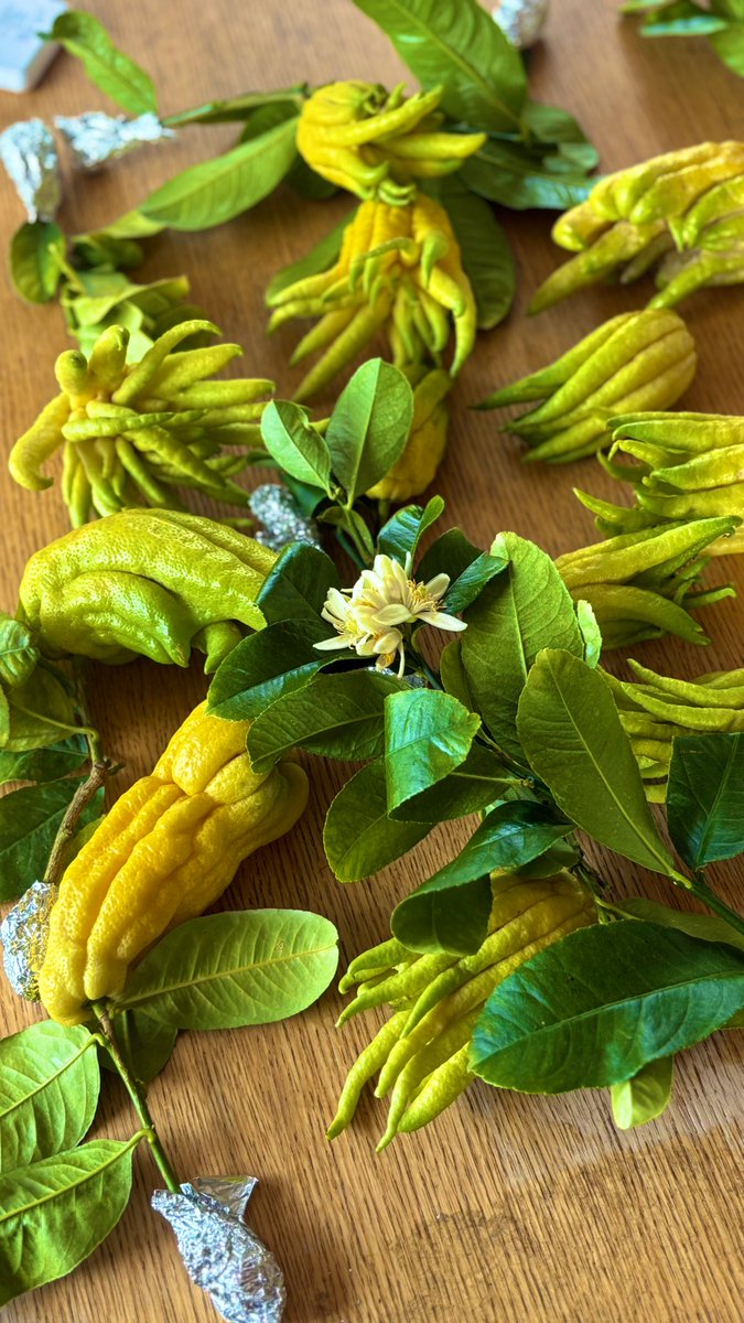 大阪七絃琴館 on X