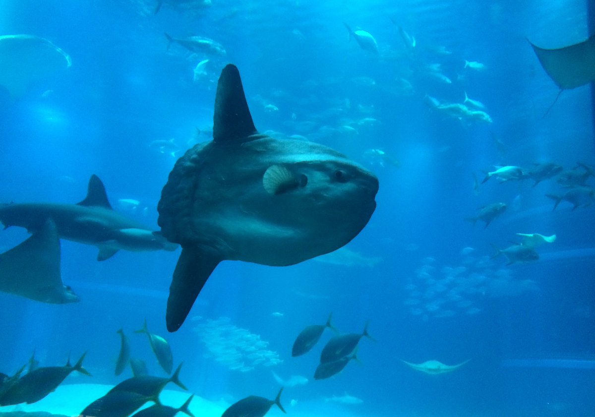 marauisxx's tweet image. 🐡🐠🐟🐬🐳🐋🦈🦭🪼🦐🦞🦀