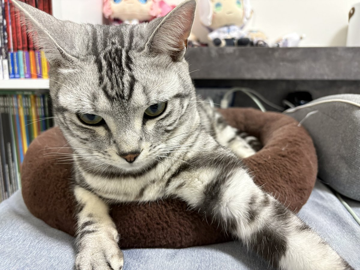 オンノヅキ🐱🐱 on X