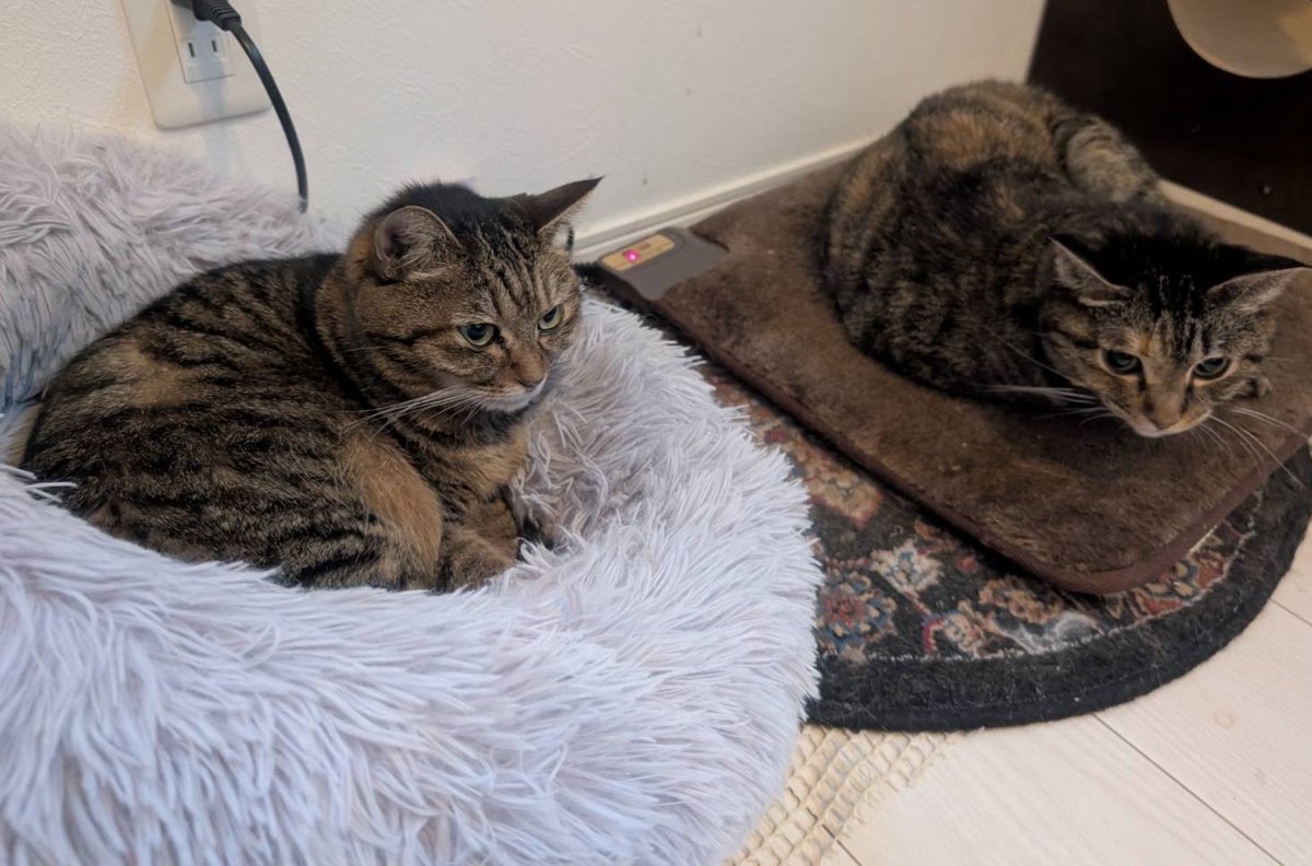 PEKO (@ab_peko) / Posts / X