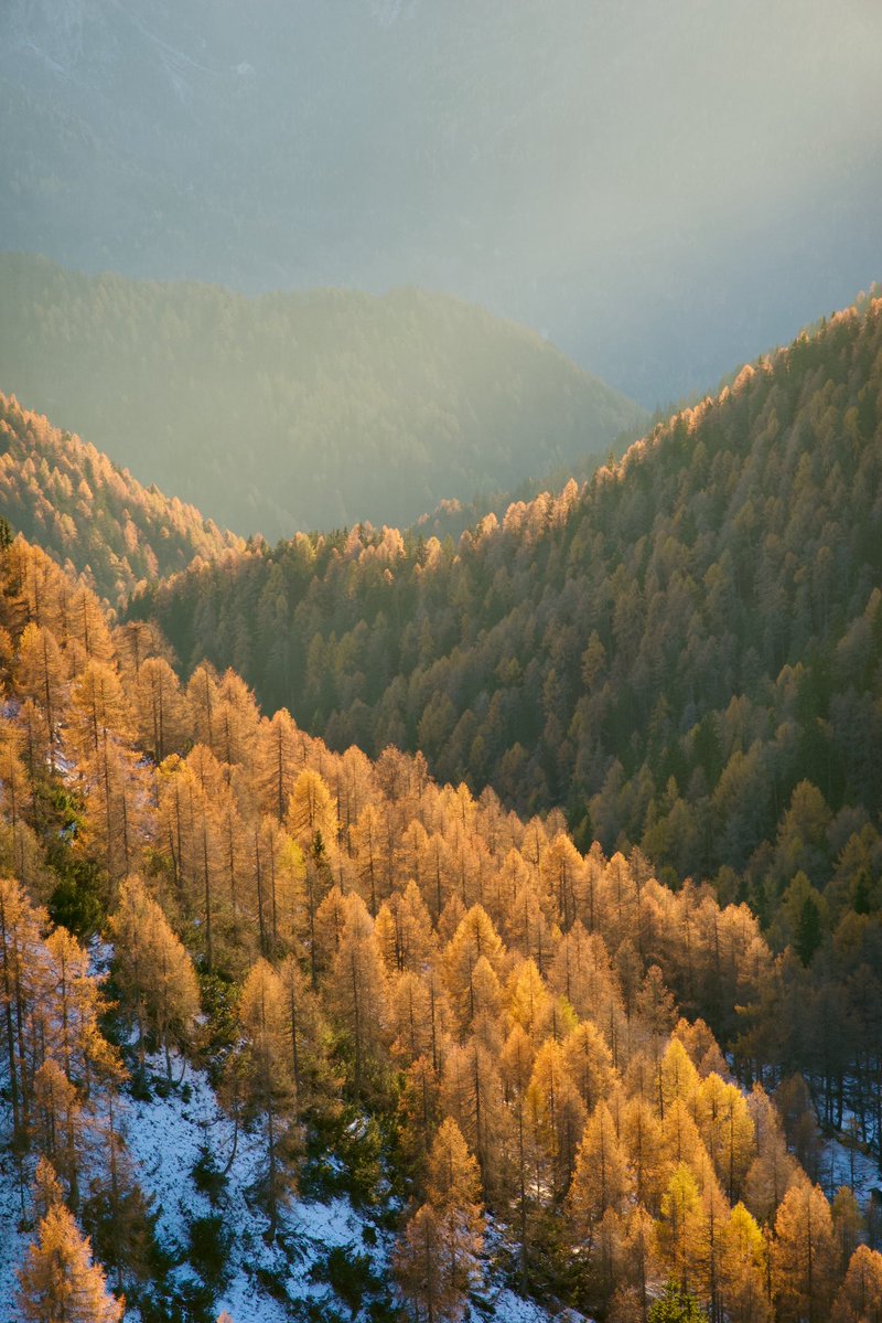 ExploringSlo's tweet image. Our Fairytale Hike in Karavanke is simply magical right now! Picture this: vibrant larch forests stretching endlessly with towering rocky peaks rising majestically in the background.We’d love for you to join us on our next hike here! For more details visit exploringslovenia.com/tours/fairytal…