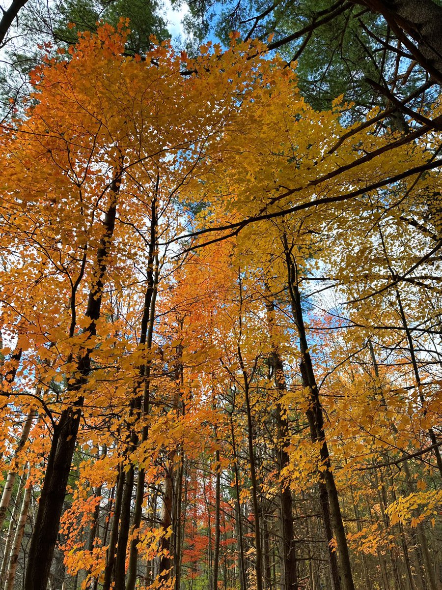 ikastembasi's tweet photo. Golden leaves, cozy vibes, and calm thoughts 🍁✨ Autumn whispered… and I listened 🍂 https://t.co/6yYfCQXDVT