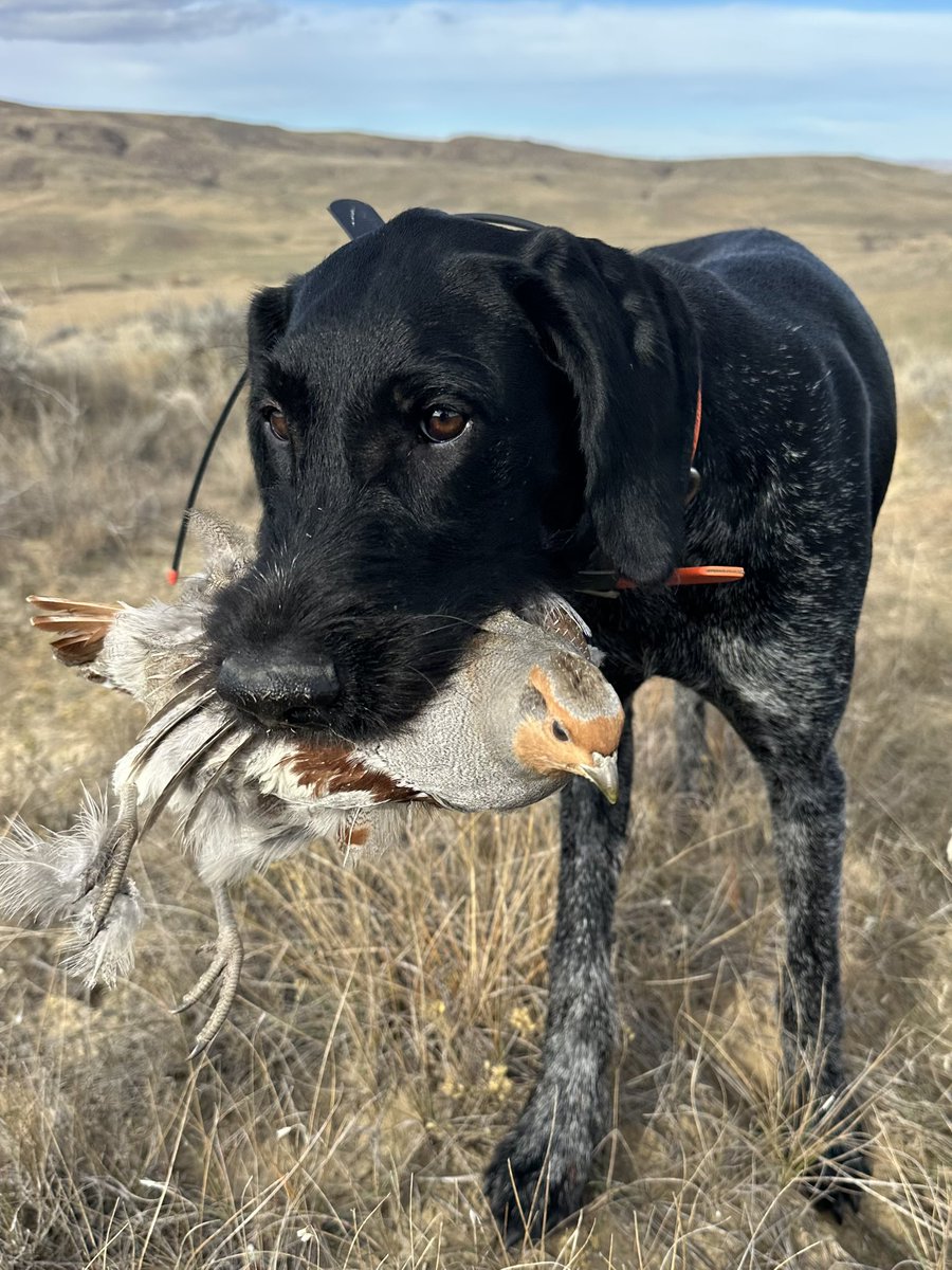 Huns in Wyoming. Such a beautiful place 😍