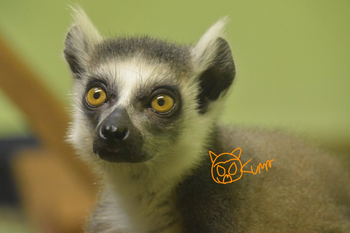 おくま おくま on X