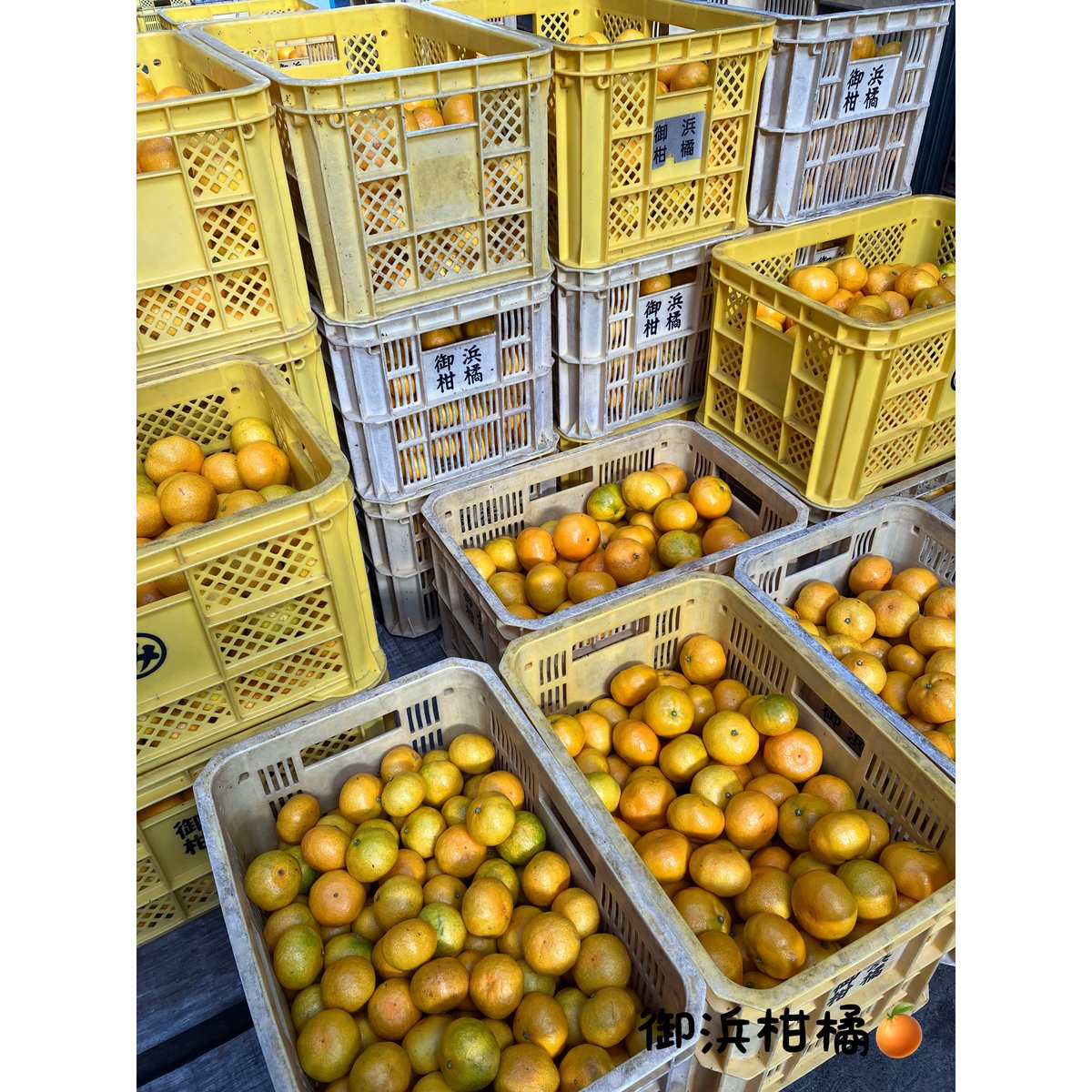 こだわりみかん”の御浜柑橘 on X