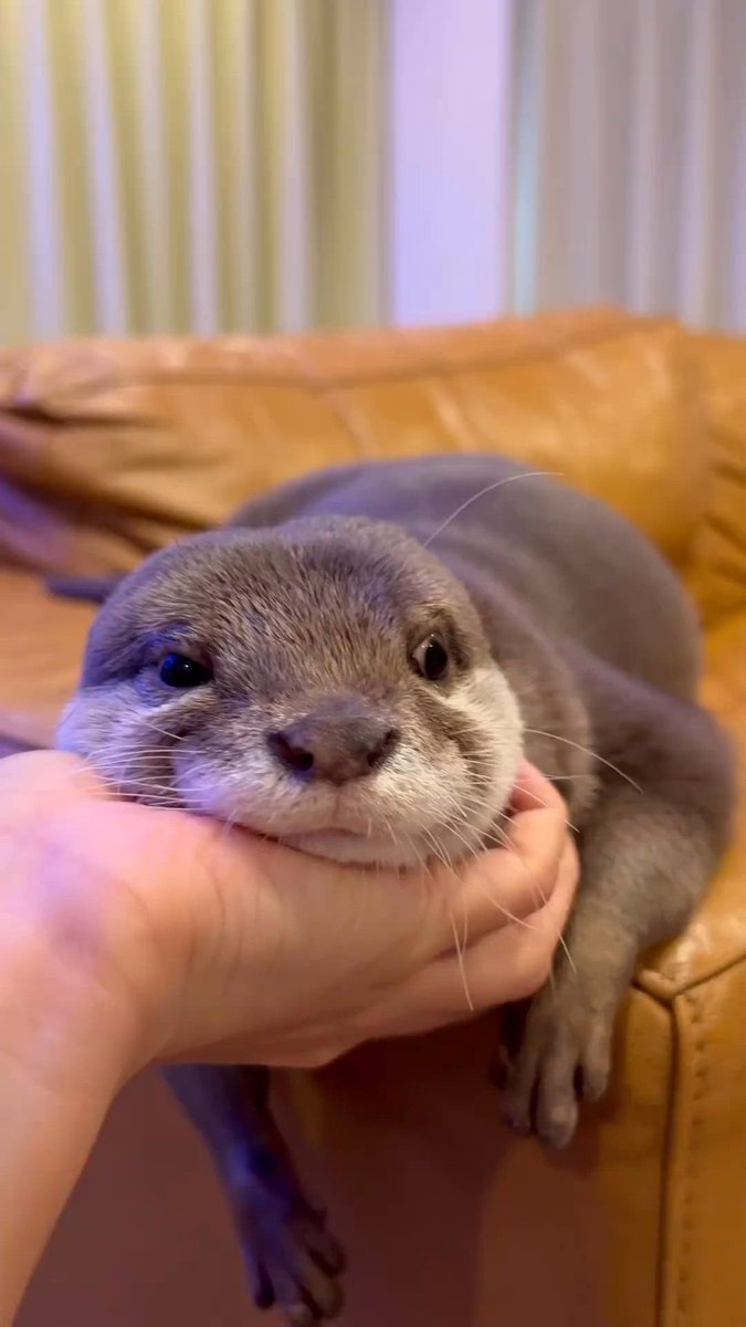 Can you see this face ruling the world one day?