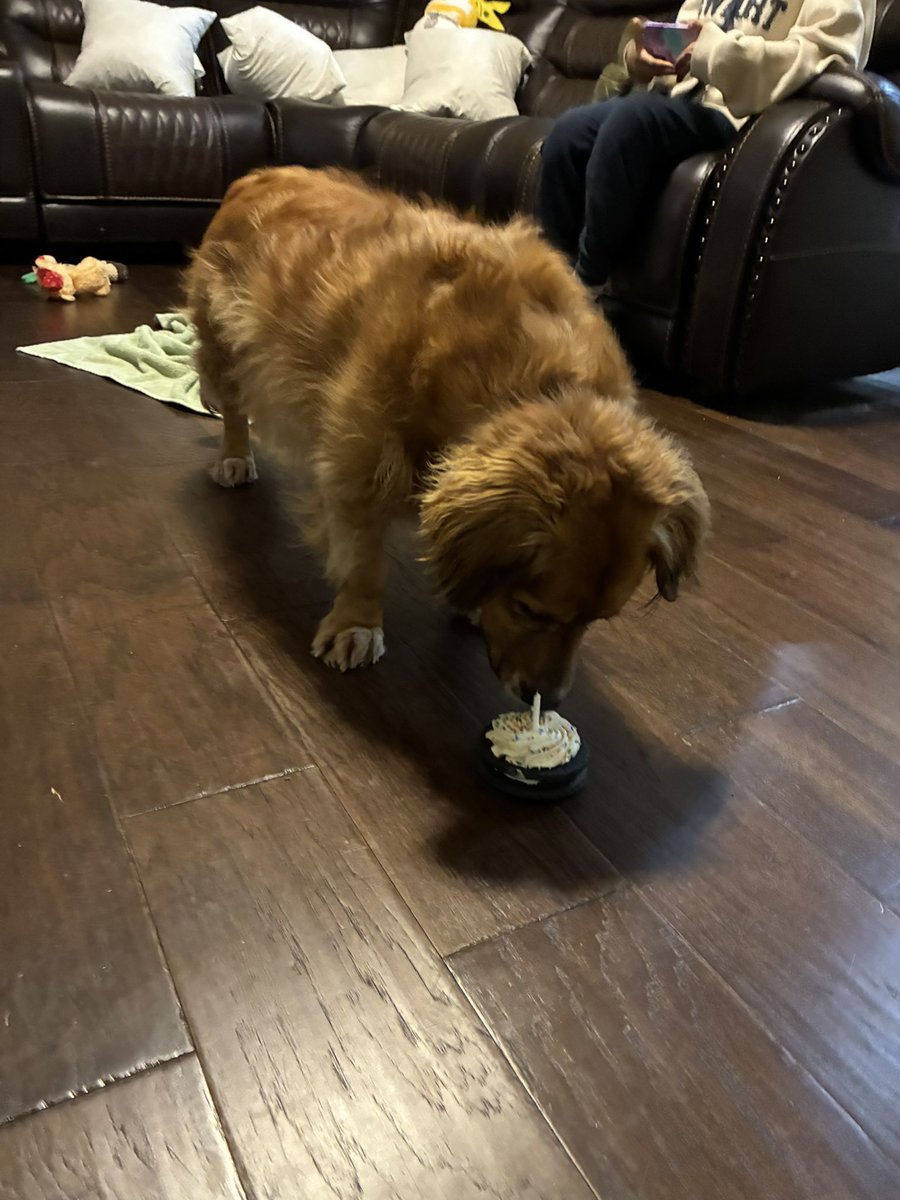 GrahamCrker's tweet photo. Happy 5th birthday to me! ☺️🎂

#GrahamCracker #HappyBirthday 
#BassetRetriever #Dogs https://t.co/LlzFcHYs1m