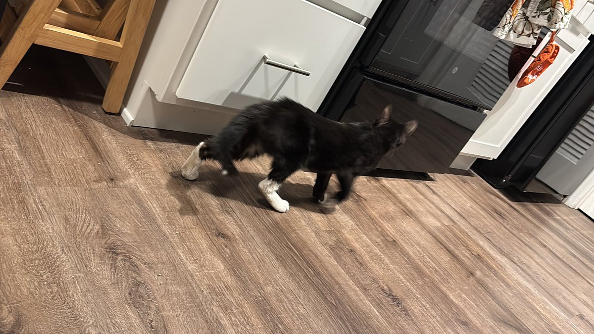 matttthhew's tweet photo. I was finally chosen by the stray cat committee. I can now say I’ve finally rescued a stray cat😢😢  poor baby has his tail broken and his legs are so raw. He’ll be taken to a vet asap and given a beautiful home. https://t.co/hd3Ojt1ITu