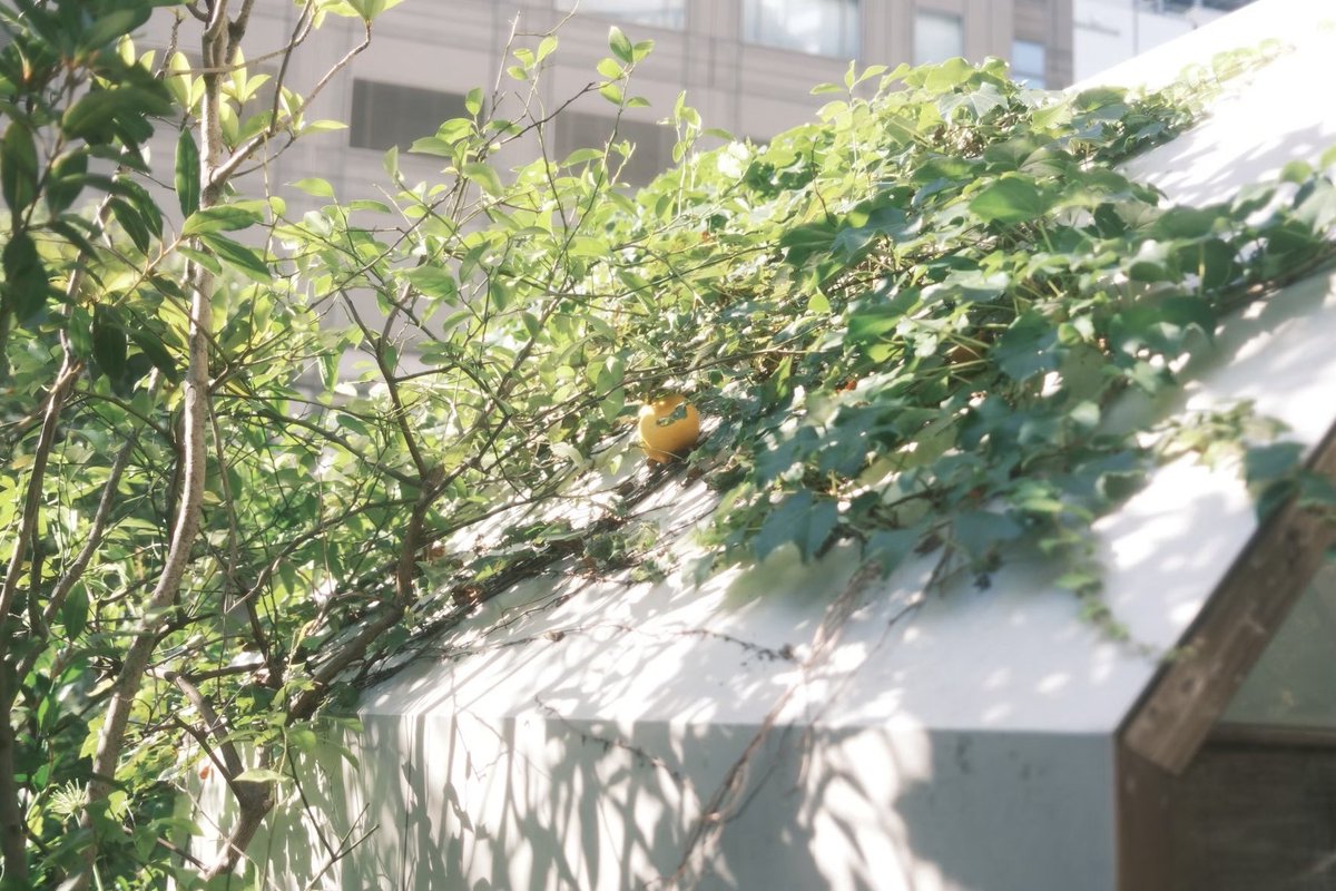 o112iii8's tweet photo. FUJIFILM x100vi https://t.co/dYvasqgFpA