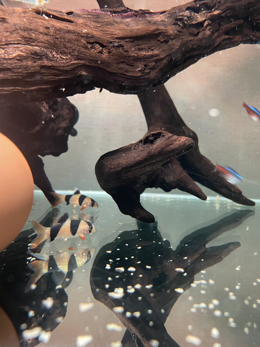 この子を見るたびにPDの看板を思い出す😢
まだ、今月やってるみたいだから行かないと！