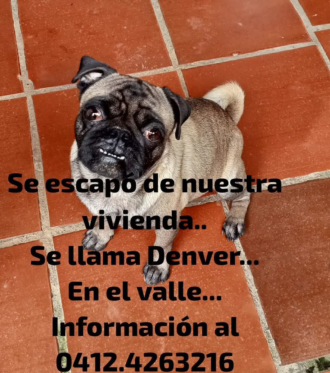 PerroUsuario's tweet image. Se busca a Denver en el Valle, Caracas
