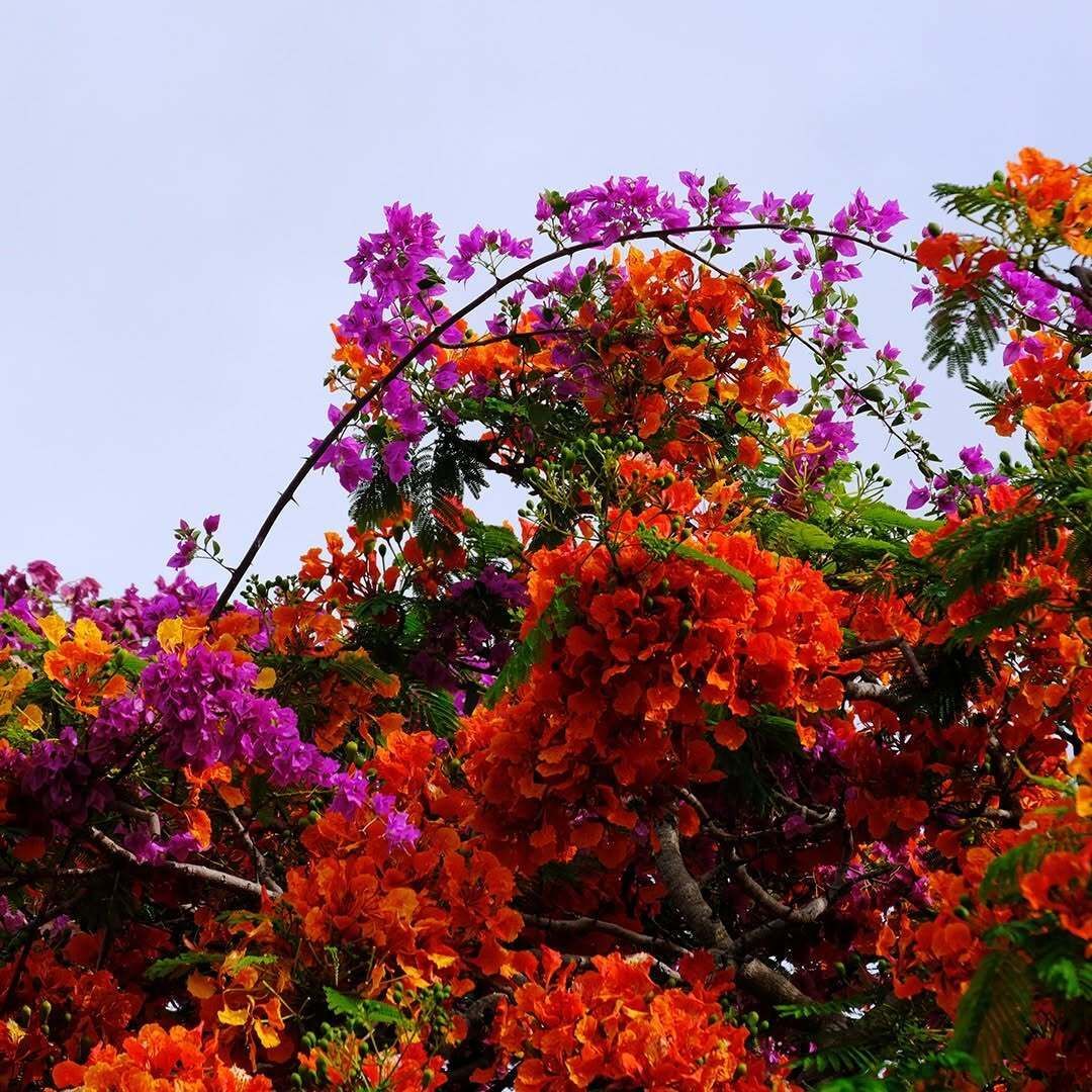TheGuamGuide's tweet image. Thinking of flame tree season! 😍 What are your favorite blooms on Guam? 

📸: @consagaphoto

#guam #love #flametree #bloominszn #guamguide