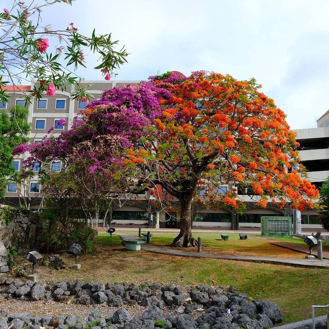 TheGuamGuide's tweet image. Thinking of flame tree season! 😍 What are your favorite blooms on Guam? 

📸: @consagaphoto

#guam #love #flametree #bloominszn #guamguide