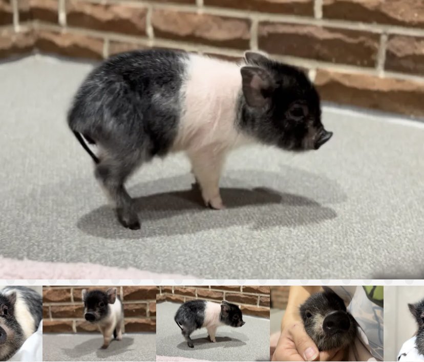 pignic_cafe's tweet image. 【今日のpigちゃん】
お名前:カブ君
所属: pignic cafe 吉祥寺店

とても珍しい柄のツートーン！
スタイリッシュな体にキュートなお顔がギャップ🩶
毎日元気いっぱい☺️
お散歩が1番得意で大好きです。ワンちゃんみたいに歩けます

#今日のpig  #カブ