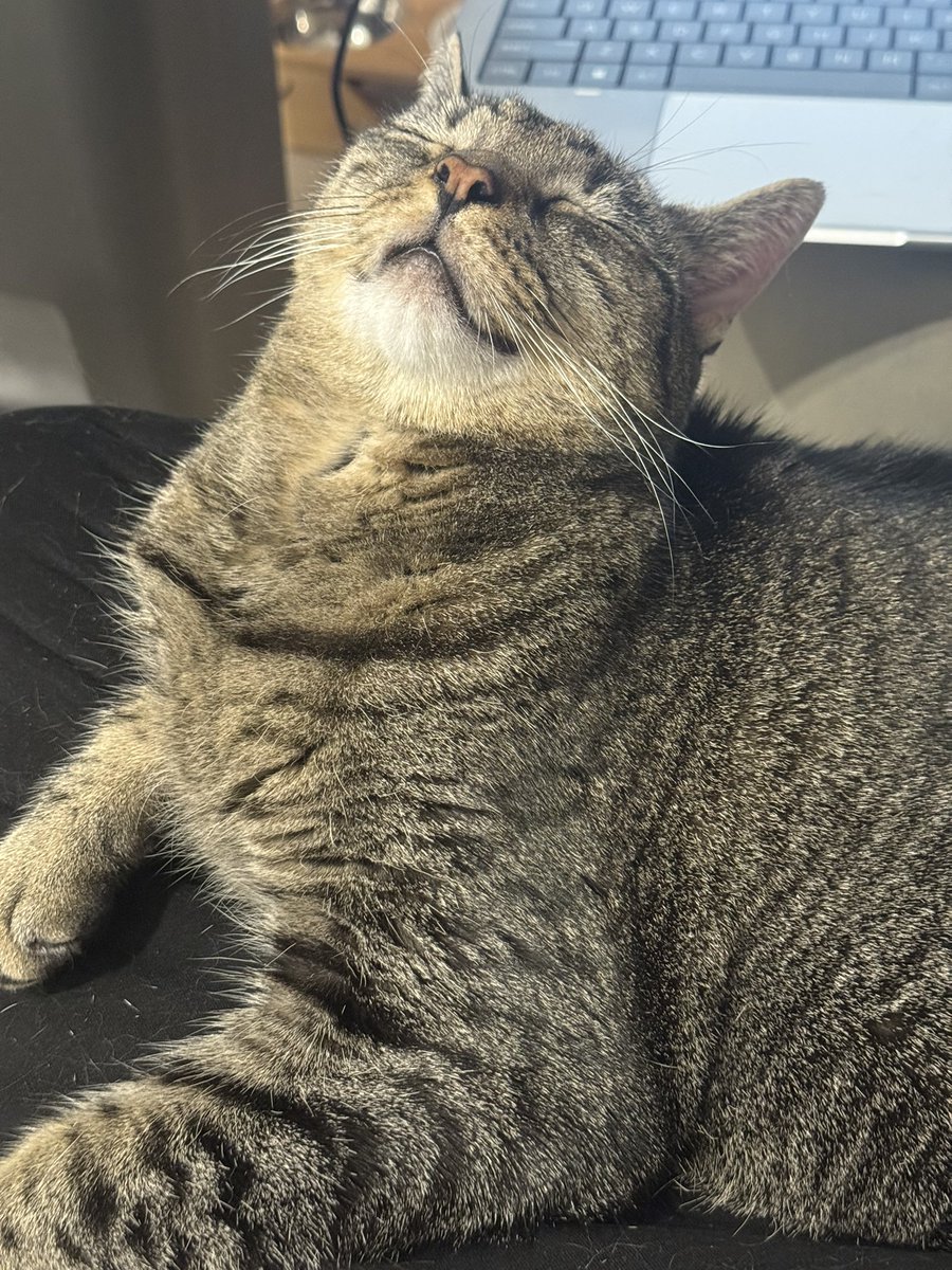 なぜ猫は眠い時に我慢するのか。。。