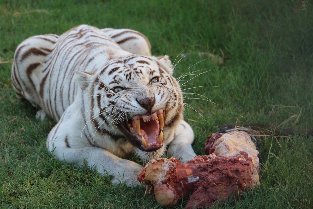 carerescuetexas's tweet photo. Want to see the bigs cats’ wild side? 

At our Twilight Tour &amp; Tasting (21+) this Saturday you’ll join a guided evening feeding tour to witness the big cats’ most dynamic hour—dinnertime. 

Then enjoy a wine tasting, bites, and music under the stars.

https://t.co/0Ub5fs6HYV https://t.co/8DwemynDZi