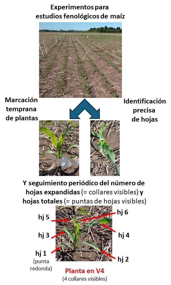 Comenzaron las mediciones de estadios fenologicos en los ensayos de maiz! <a href="/OteguiMaria/">Maria Elena Otegui🎗️</a> <a href="/lugalizia/">Luciana Ayelen Galizia</a> <a href="/GiulianaFe6/">Giuliana Ferrari</a> <a href="/FerGGonzalez73/">Fernanda Gonzalez</a> <a href="/IntaPergamino/">INTA Pergamino</a>
