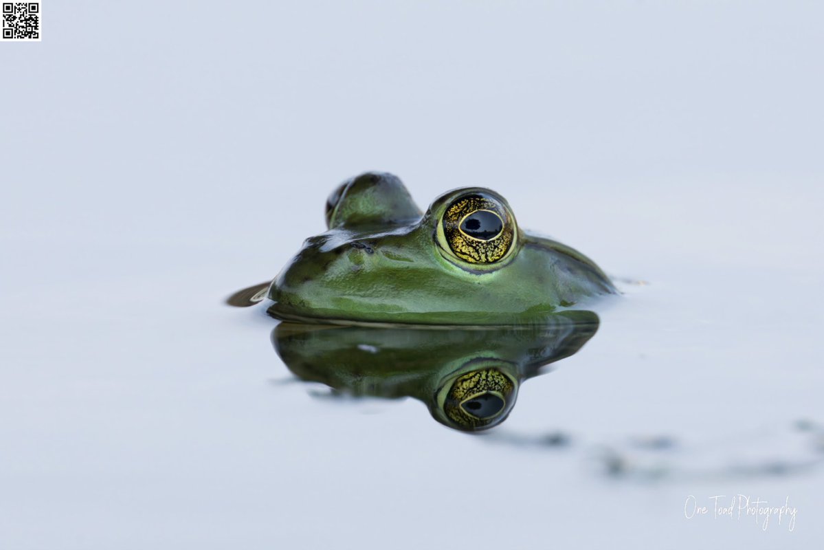 OneToadPhoto's tweet image. Like what you see? Want to see more #OneToadPhotography?

Consider Donating!!!

onetoadphotography.com/one-toad-photo…

@NatGeo @AnimalPlanet @Discovery