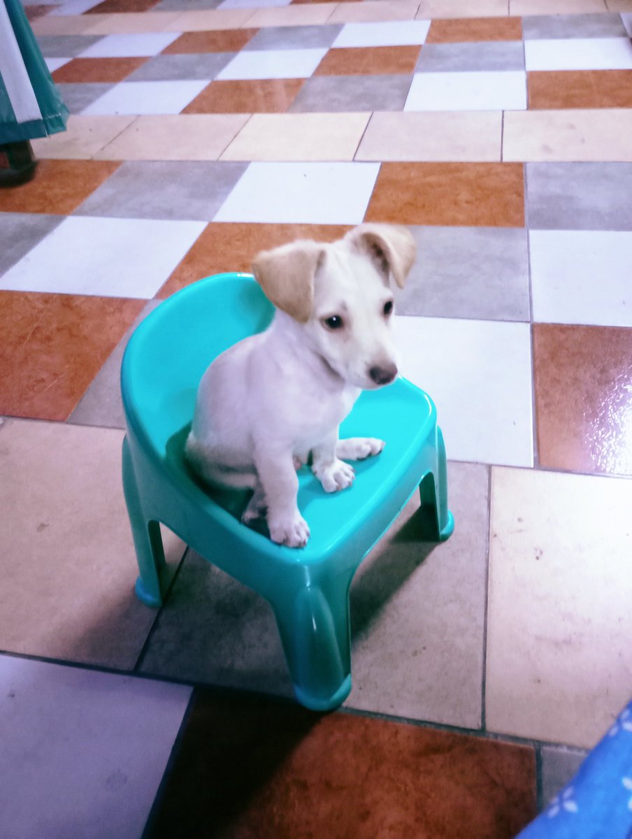 El que se va de la villa pierde su silla 🐶