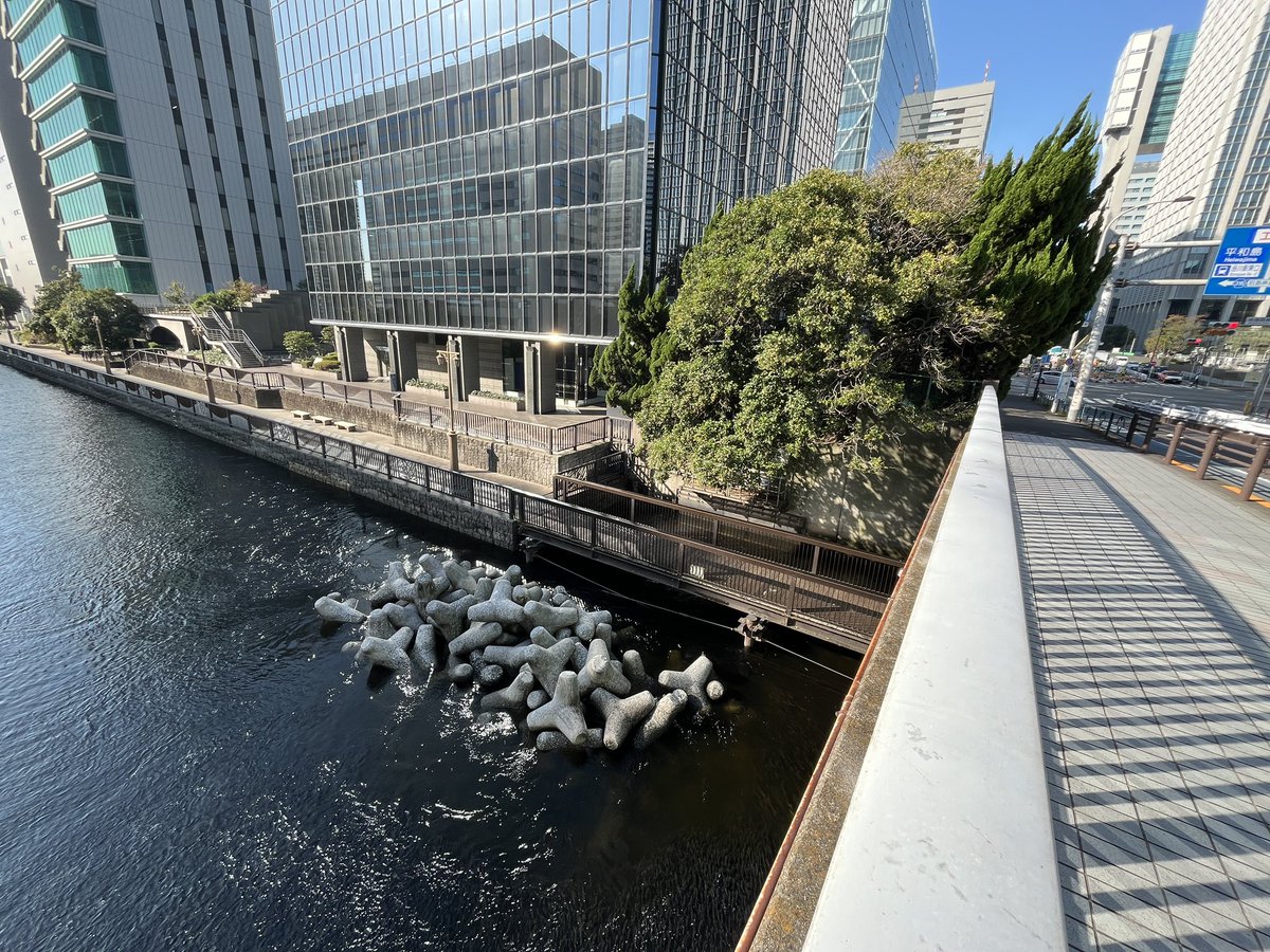 ryu_fa's tweet image. 芝浦水再生センターからの処理水の出口、相変わらず凄い魚群。処理水は栄養豊富なのでプランクトン等がよく育つとか。これで何か養殖できないのか。