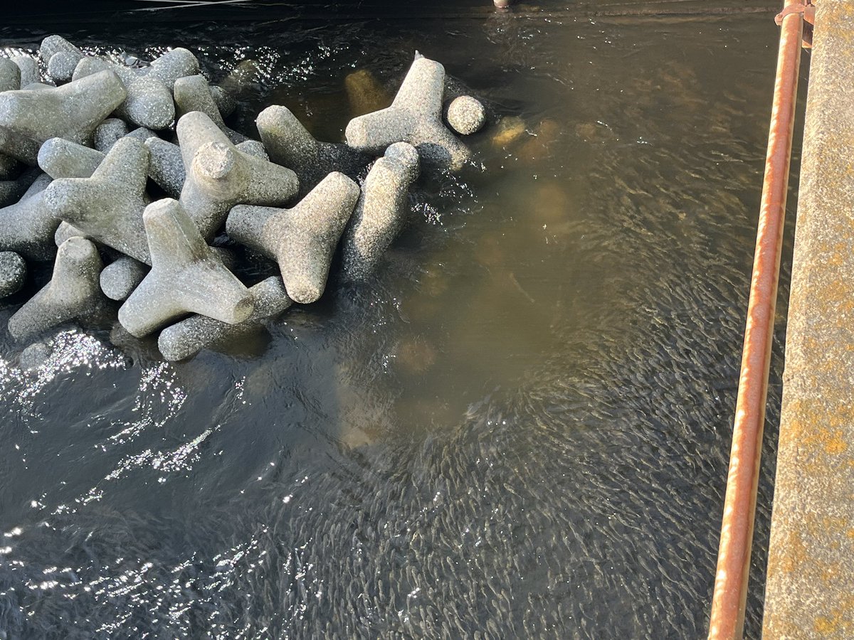 ryu_fa's tweet image. 芝浦水再生センターからの処理水の出口、相変わらず凄い魚群。処理水は栄養豊富なのでプランクトン等がよく育つとか。これで何か養殖できないのか。