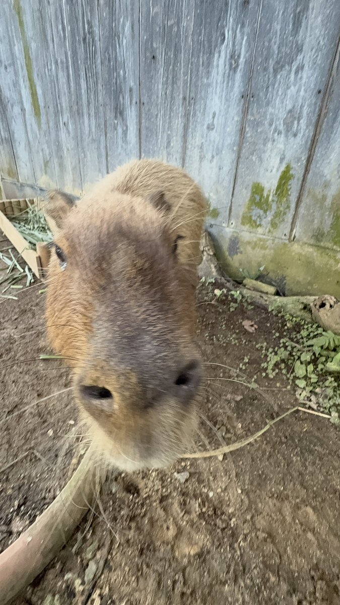 カピバラページ うーらび on X