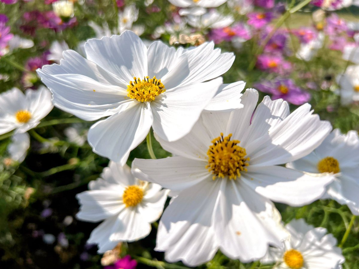 🍇 ゆゆまる ♋️ (@yuyumaru_718) / Posts / X