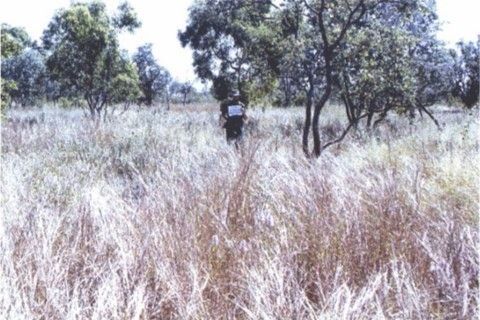 TERN_Aus's tweet image. 🔍#DataDiscovery | Kidman Springs Long Term Exclosure Study - Vegetation Changes

The data are herbage biomass measured inside cattle-proof exclosures &amp;amp; on adjacent grazed areas on two sites of different soils at Kidman Springs, NT between 1973 &amp;amp; 2002.

📊 buff.ly/zAIUgdx